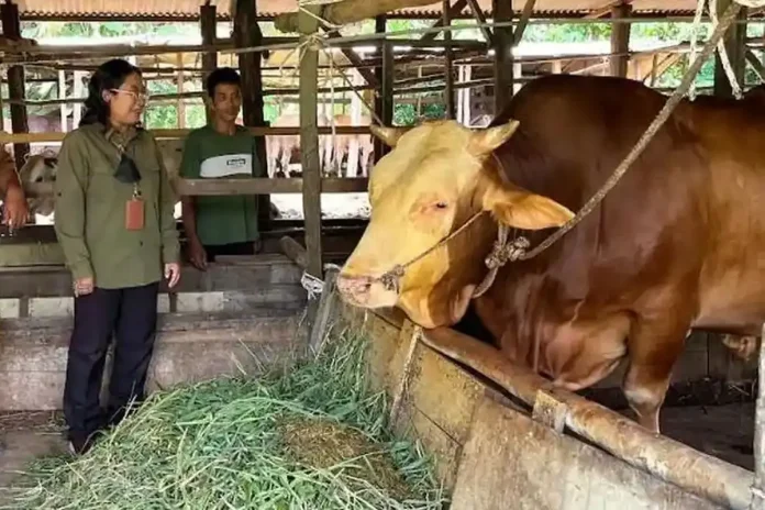 Hewan Kurban Presiden Prabowo